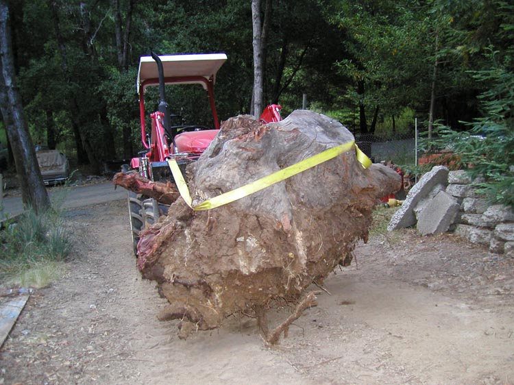 stump03.JPG